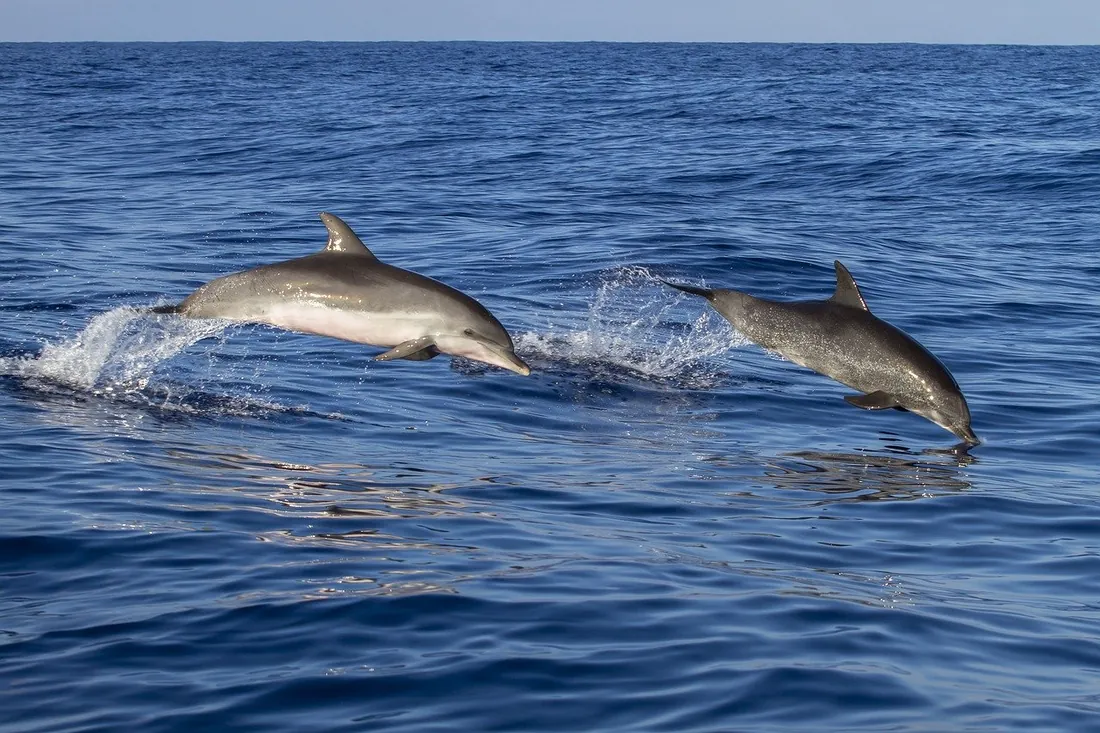 Delfines saltando en el Pacífico